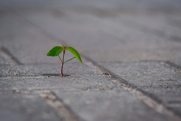 Sprout young tree on the sidewalk close-up.