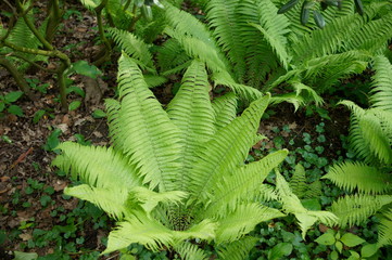 Farne,grün,fern,forest,Amazonas,Wald