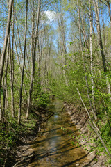 rock covered river bed in forest with low water level