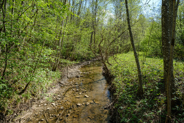 rock covered river bed in forest with low water level