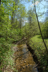 rock covered river bed in forest with low water level