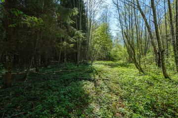 Fototapeta premium fresh green forest trees in spring