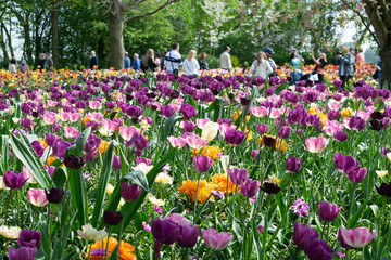 field of tulips