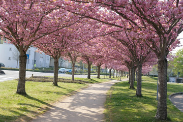 Naklejka premium cerisier en fleurs