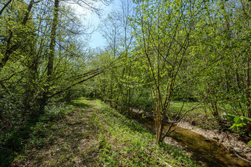 rock covered river bed in forest with low water level
