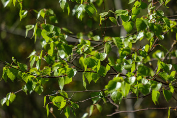 young fresh green birch tree leaves in spring