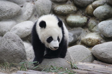 Obraz premium Little Panda Cub is Exploring his Playground, Chengdu, China