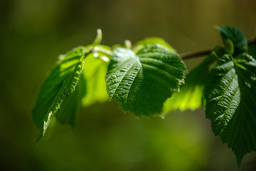 young fresh green birch tree leaves in spring