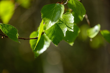 young fresh green birch tree leaves in spring