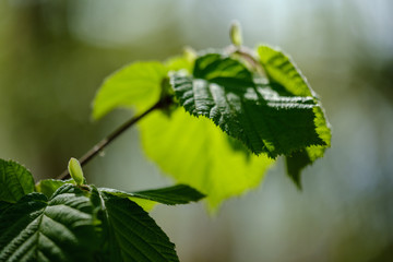 young fresh green birch tree leaves in spring