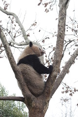 Panda on the Tree, China
