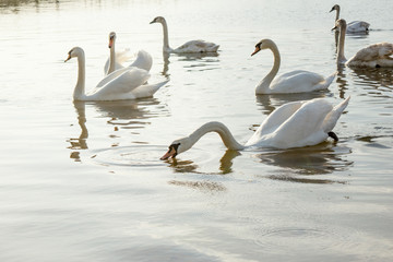 a group of swans are floating on the water in windy weather © Aliaksei
