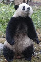 Obraz na płótnie Canvas Funny Female Giant Panda is Standing as a Human Being, Chengdu, China