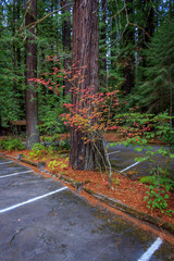 Grizzly Creek Redwoods State Park colors