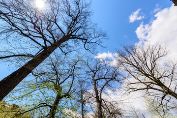 Spring trees from below, Armenia