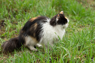 Fluffy wild cat red-black-white walks on the grass in the forest
