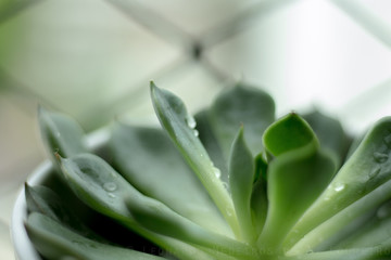 Obraz premium aloe vera