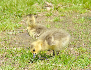 Two goslings looking for food