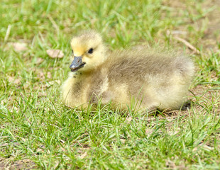 Gosling in the grass