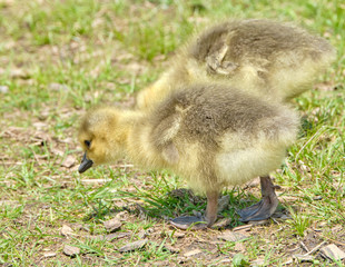 Two goslings looking for food