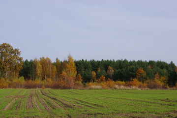 Fototapeta premium Forest