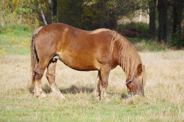 Horse © Mateusz