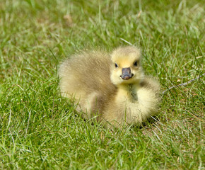 Gosling in the grass