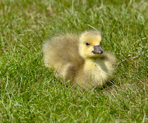 Gosling in the grass