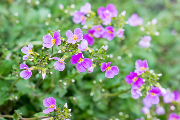 The flowers aubrieta on a green background_