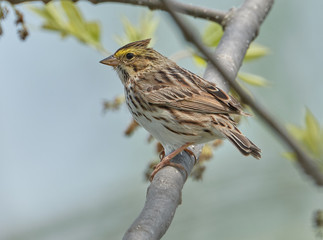 Savannah sparrow in a tree
