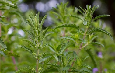 moldavian dragonhead a medicinal plant in summer in bloom