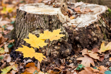 Branch of maple with yellow leaves near the old stump_