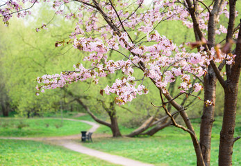 Fototapeta na wymiar Sakura blossom in spring in the park. Rose petals.