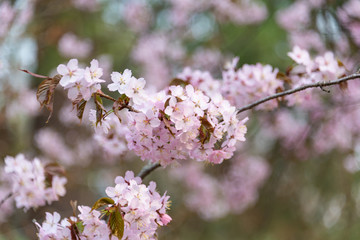 Sakura blossom in spring in the park. Rose petals.