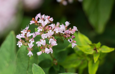 Purple flowers of oregano, wild marjoram.Medicinal plant.