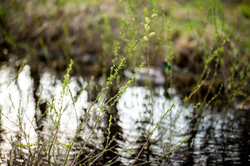 The appearance of the kidneys of the Willow and the leaves on the trees in spring.