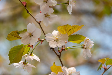 Cherry blossom in spring in the park. Close up