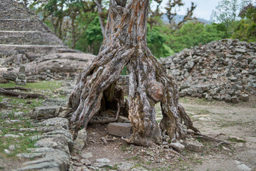 Fototapeta na wymiar Old roots on ancient ruins