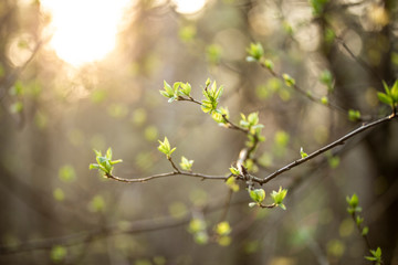 The appearance of the kidneys of the Willow and the leaves on the trees in spring.