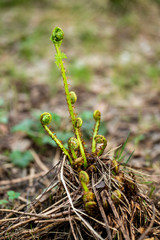 young fern in the forest