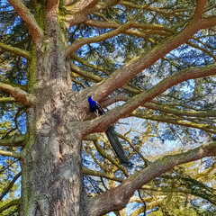 Peacock - male Indian or green peafowl on the tree in British Park - Warwick, Warwickshire, United...