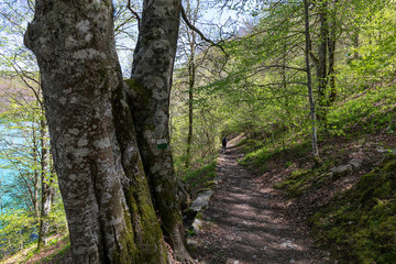 Irati forest in a sunny spring day in Navarra