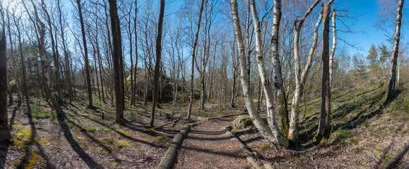 Styrso island forest