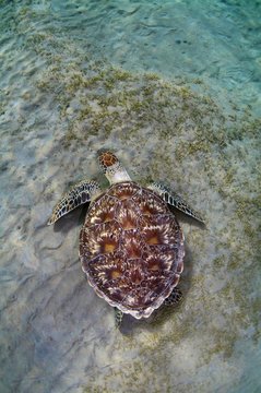 Green Sea Turtle&not;&dagger;(Chelonia mydas) feeding on sea grass on the sandy bottom, Red Sea, Marsa Alam, Abu Dabab, Egypt, Africa