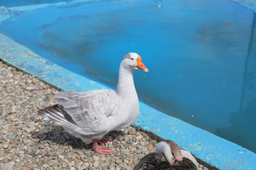 goose waddles near the waters edge. 