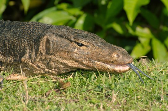 Asian water monitor or Aquatic Varan (Varanus salvator), Redang island, Malaysia, Asia