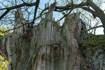 400 Jahre alte Stiel Eiche ( Quercus robur ) bei Sonnenuntergang im Schlosspark Sacrow in Potsdam - Naturdenkmal und geschützt