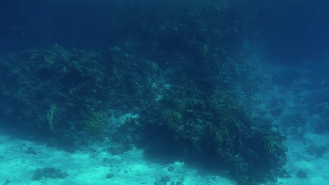 4k beautiful video of fishes swimming around corals in red sea. School and shoal of underwater habitants in the ocean.
