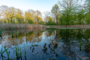 Teich im Schlosspark Sacrow in Potsdam mit Reflexionen der Bäume auf der Wasseroberfläche