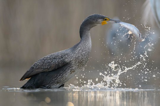 Cormorant (Phalacrocorax carbo), young bird from the previous year fishing, Kiskunsag National Park, Hungary, Europe